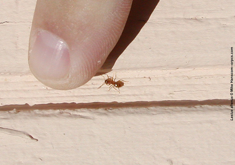 Moisture ant small next to a finger