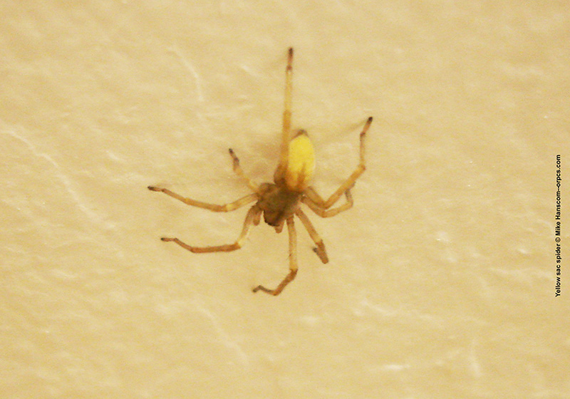 Yellow sac spider