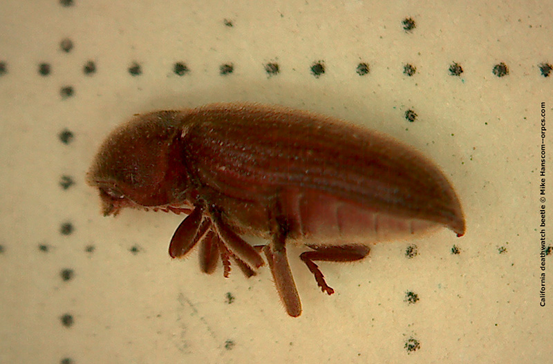 California Deathwatch beetle adult