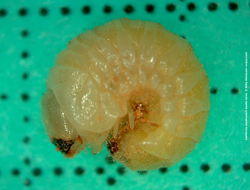 California Deathwatch beetle larva
