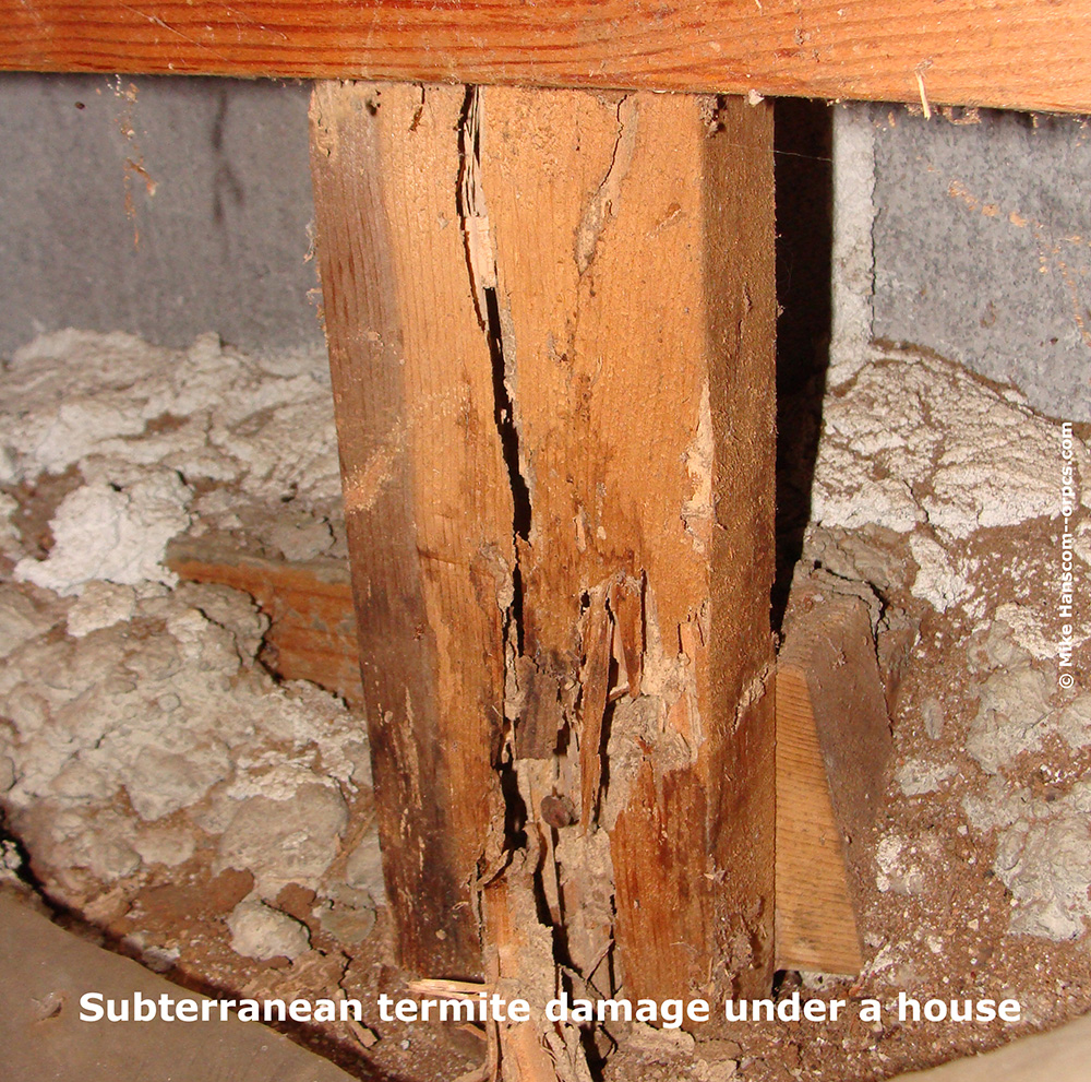 Termite damage to the structure under a house